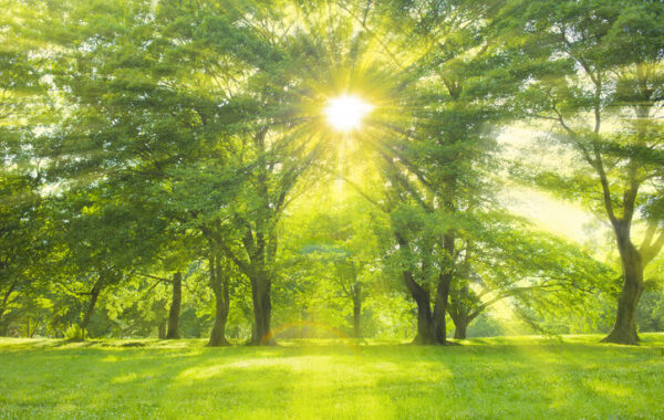 How do trees and green spaces enhance our health?